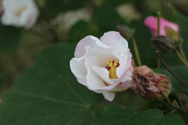 【中肯‧開箱】EOS M實戰心得‧EF-M 18-55mm F/3.5-5.6 IS STM 【中肯‧開箱】EOS M實戰心得‧EF-M 18-55mm F/3.5-5.6 IS STM