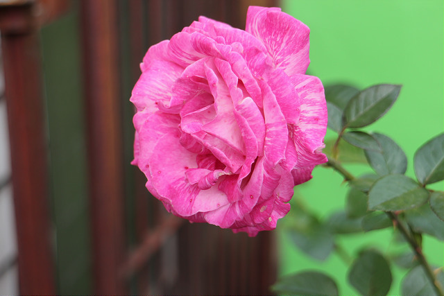 【中肯‧開箱】EOS M實戰心得‧EF-M 18-55mm F/3.5-5.6 IS STM 【中肯‧開箱】EOS M實戰心得‧EF-M 18-55mm F/3.5-5.6 IS STM