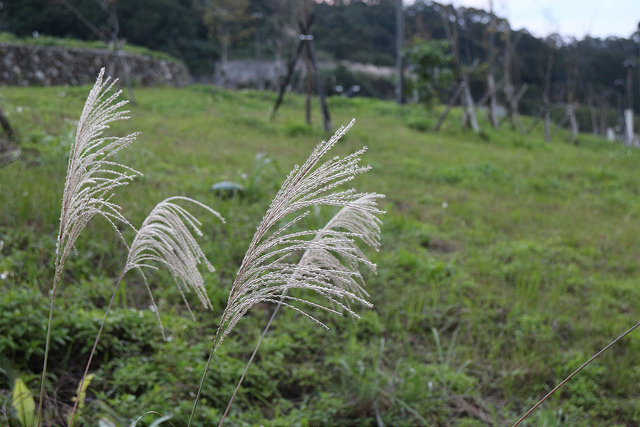【中肯‧開箱】EOS M實戰心得‧EF-M 18-55mm F/3.5-5.6 IS STM 【中肯‧開箱】EOS M實戰心得‧EF-M 18-55mm F/3.5-5.6 IS STM