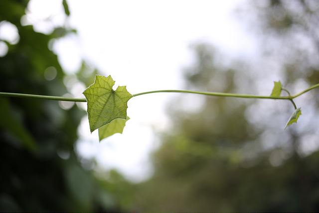 【中肯‧開箱】Canon EF 40mm f/2.8 STM 餅乾鏡‧輕便才是王道 【中肯‧開箱】Canon EF 40mm f/2.8 STM 餅乾鏡‧輕便才是王道