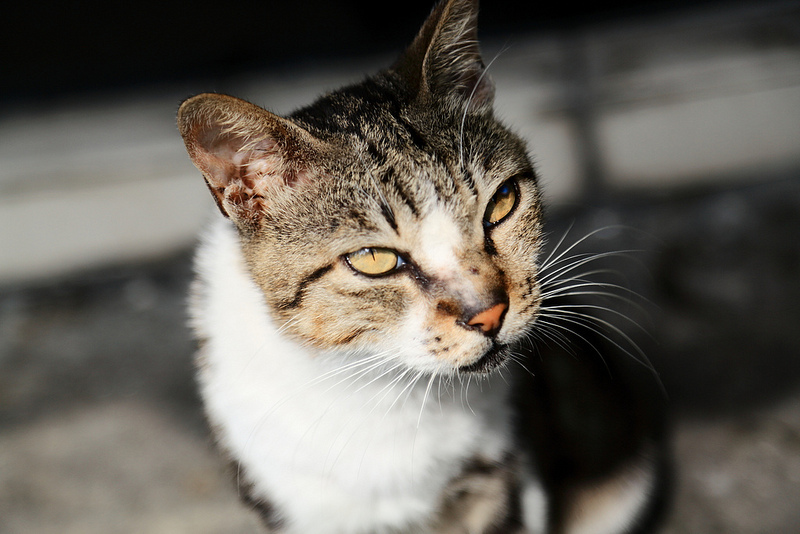 【中肯‧開箱】Canon EF 24-105mm f4L IS USM‧落入凡間的紅圈圈 【中肯‧開箱】Canon EF 24-105mm f4L IS USM‧落入凡間的紅圈圈
