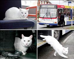 貓搭公車.jpg 貓搭公車.jpg