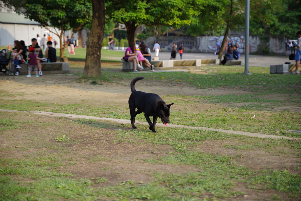 Pentax K-1【極限‧超暴力‧動態追焦測試!】 Pentax K-1【極限‧超暴力‧動態追焦測試!】