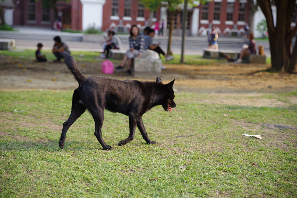 Pentax K-1【極限‧超暴力‧動態追焦測試!】 Pentax K-1【極限‧超暴力‧動態追焦測試!】