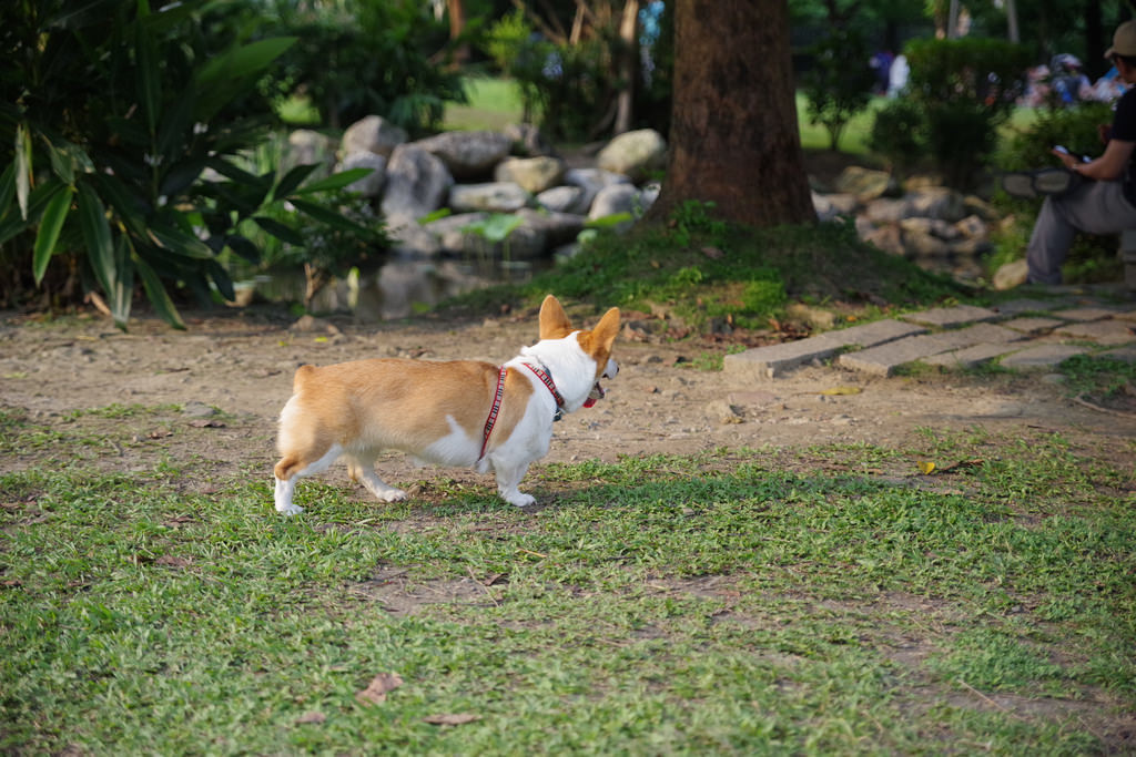 Pentax K-1【極限‧超暴力‧動態追焦測試!】 Pentax K-1【極限‧超暴力‧動態追焦測試!】