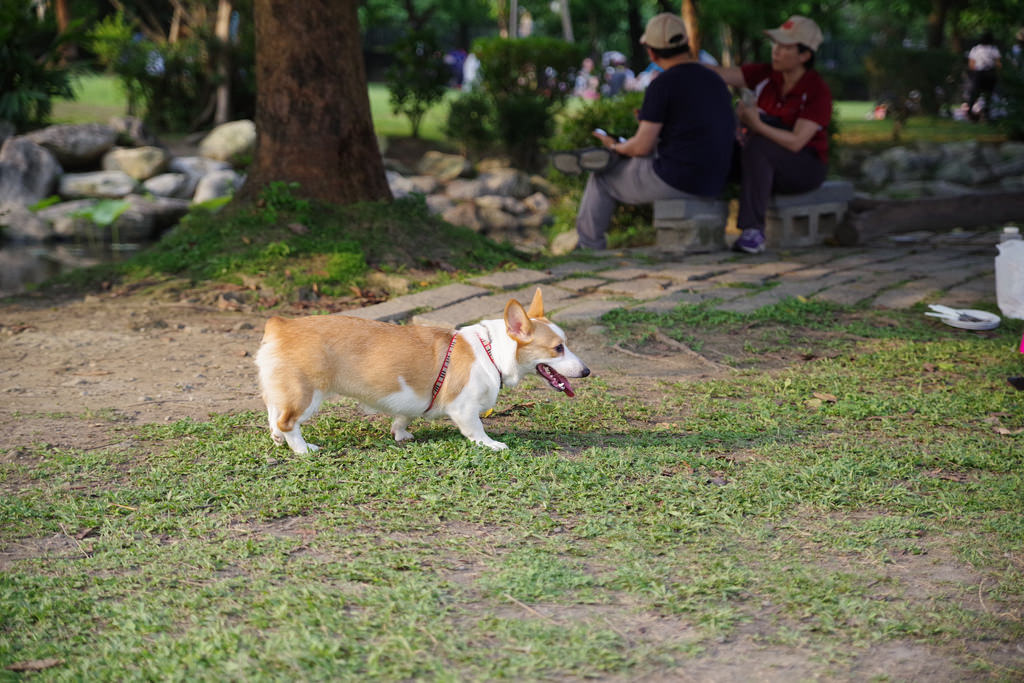 Pentax K-1【極限‧超暴力‧動態追焦測試!】 Pentax K-1【極限‧超暴力‧動態追焦測試!】