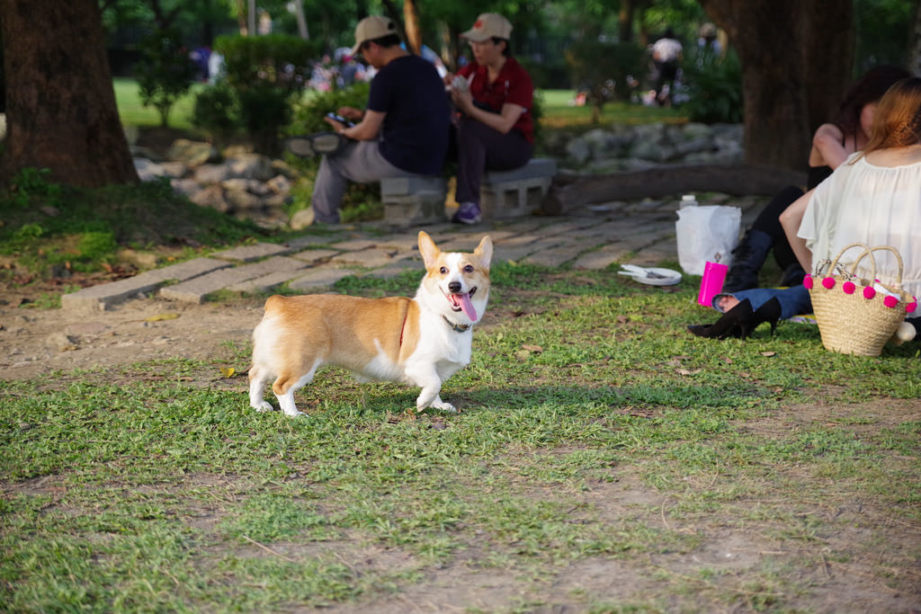 Pentax K-1【極限‧超暴力‧動態追焦測試!】 Pentax K-1【極限‧超暴力‧動態追焦測試!】