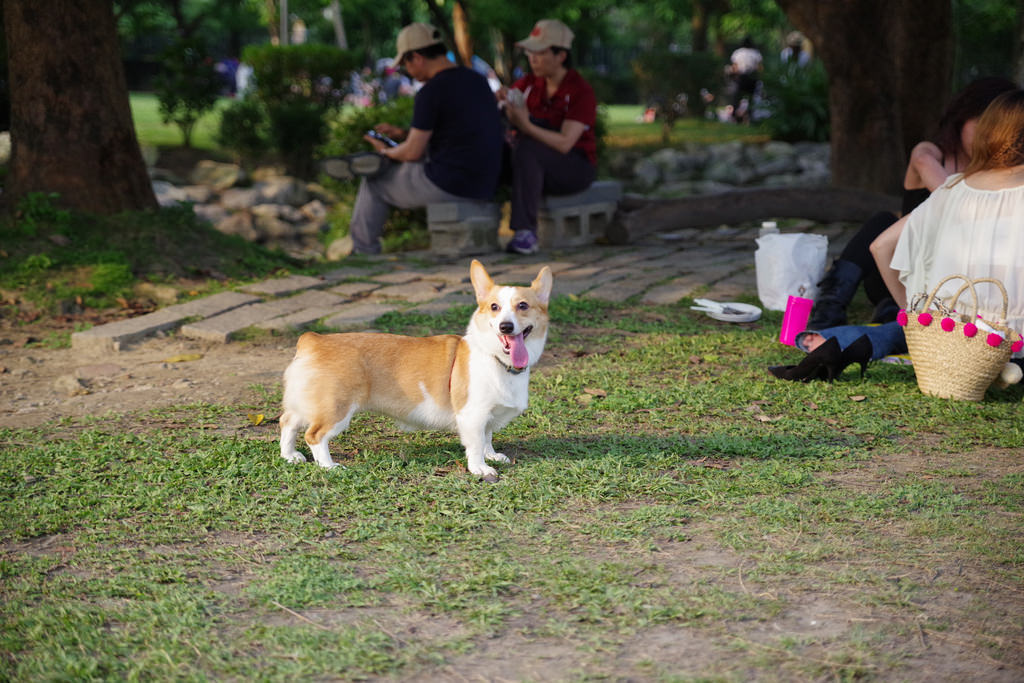 Pentax K-1【極限‧超暴力‧動態追焦測試!】 Pentax K-1【極限‧超暴力‧動態追焦測試!】