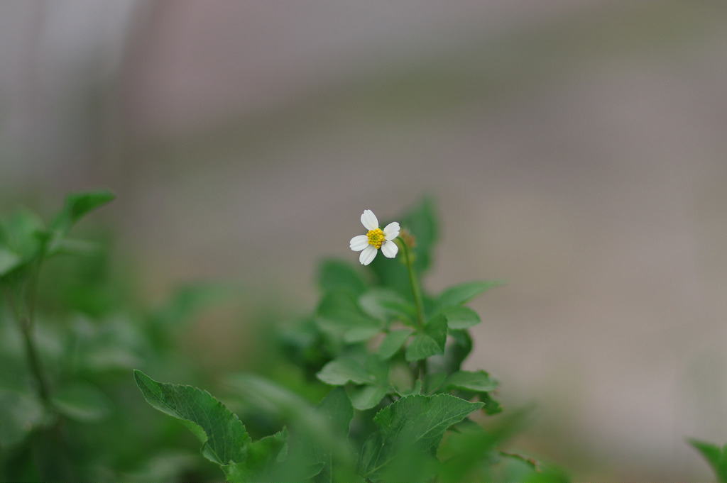 【開箱‧評測】PENTAX SMC FA 77mm F1.8 Limited｜白銀傳說‧冷豔公主