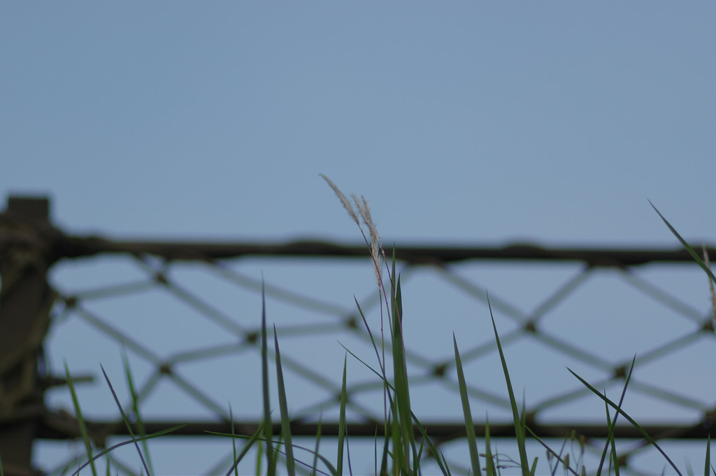 【開箱‧評測】PENTAX SMC FA 77mm F1.8 Limited｜白銀傳說‧冷豔公主