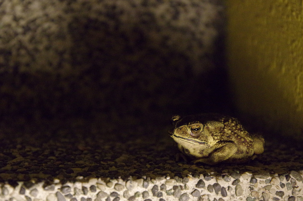 【開箱‧評測】HD PENTAX-DA 16-85mm F3.5-5.6 ED DC WR｜PENTAX誠意之作．防塵防滴新世代旅遊鏡
