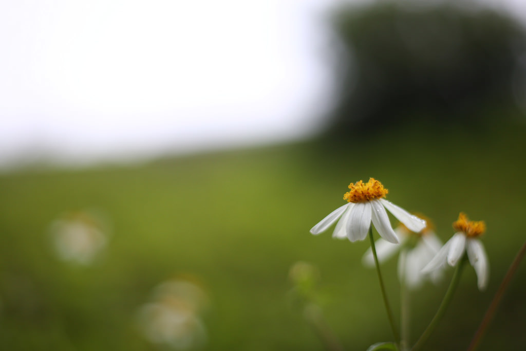 Canon EF 50mm F1.8 STM．終極核武｜CP封神の窮人大光圈