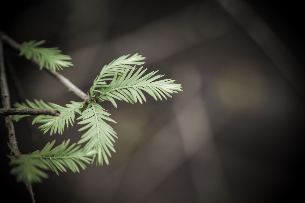 【中肯‧遊記】綠色博覽會．2015．Tamron 28-300mm(A010)