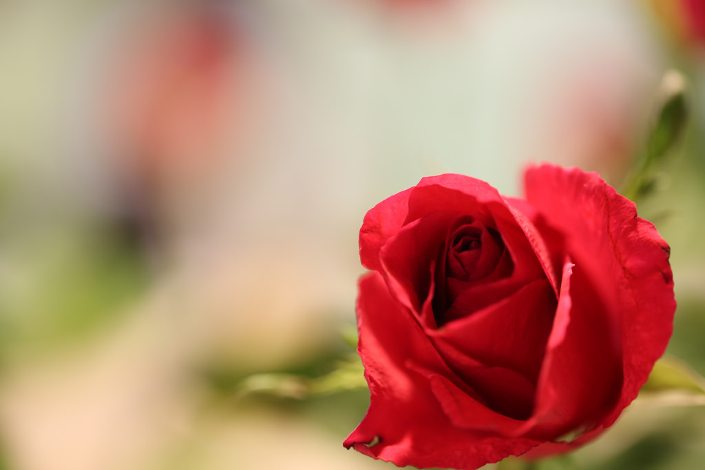 【中肯‧開箱】Canon EF 100mm f2.8L Macro IS USM‧神龍召喚！