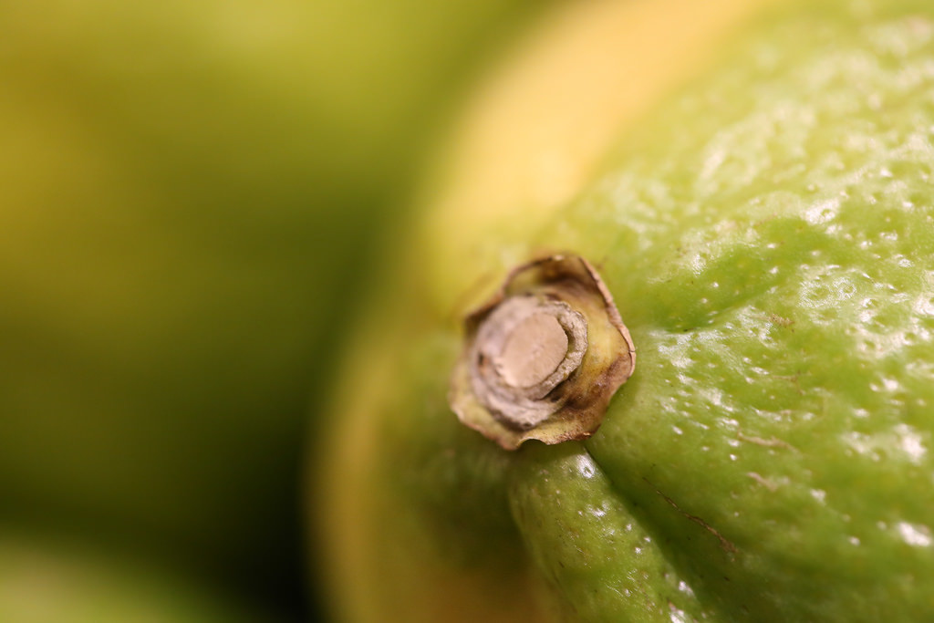 【中肯‧開箱】Canon EF 100mm f2.8L Macro IS USM‧神龍召喚！
