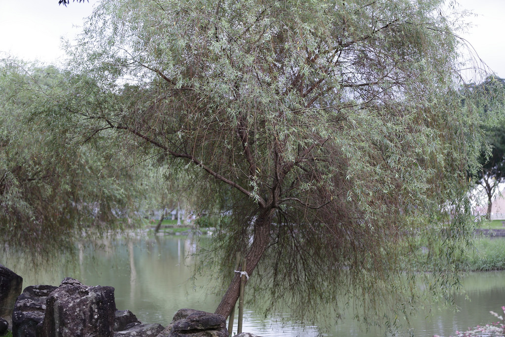 Canon EF 70-200mm f2.8L IS II USM‧傾國傾城の迷人白兔精