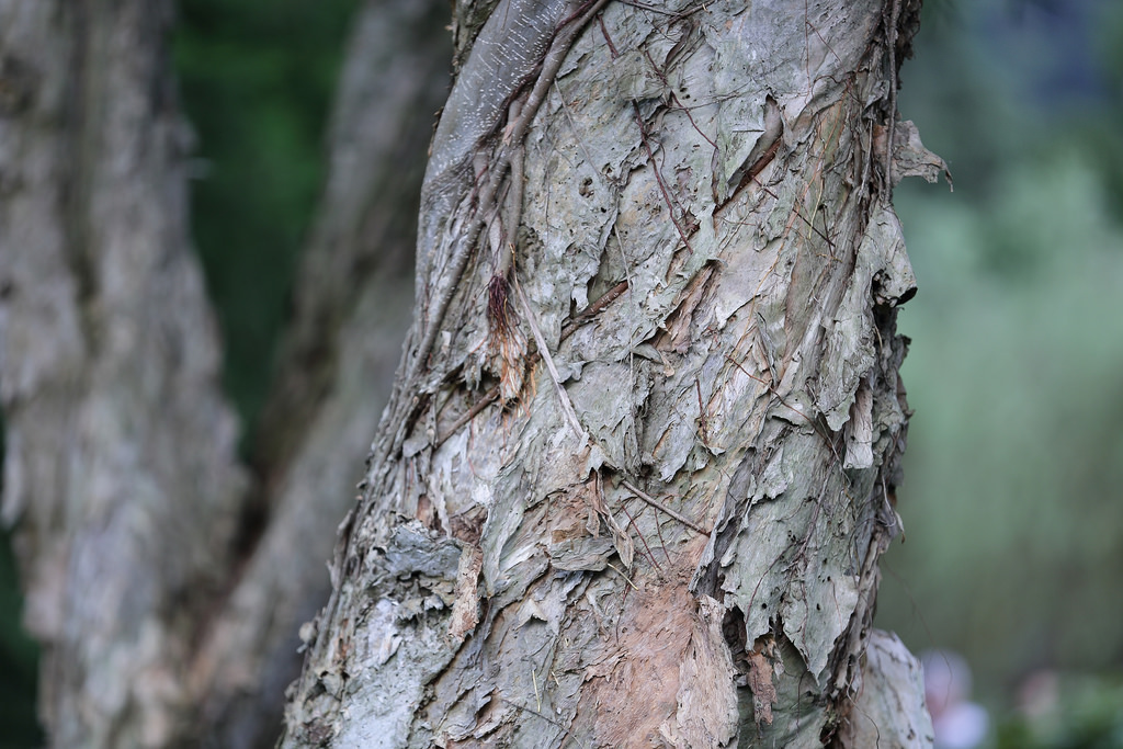 Canon EF 70-200mm f2.8L IS II USM‧傾國傾城の迷人白兔精