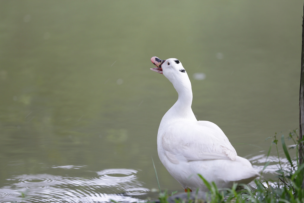 Canon EF 70-200mm f2.8L IS II USM‧傾國傾城の迷人白兔精