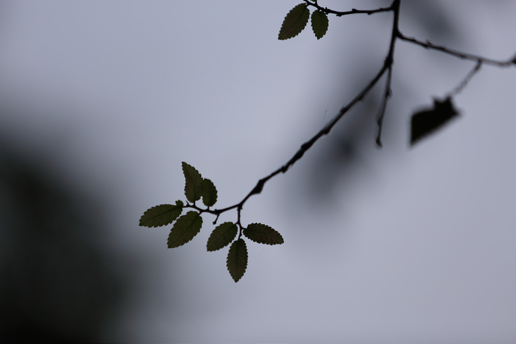 Canon EF 70-200mm f2.8L IS II USM‧傾國傾城の迷人白兔精