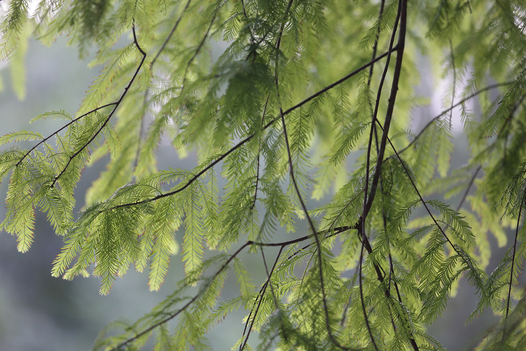 Canon EF 70-200mm f2.8L IS II USM‧傾國傾城の迷人白兔精