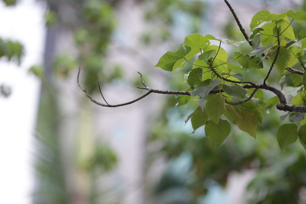 Canon EF 70-200mm f2.8L IS II USM‧傾國傾城の迷人白兔精