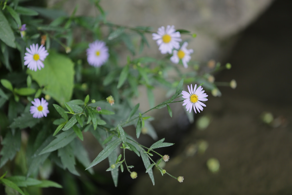 Canon EF 70-200mm f2.8L IS II USM‧傾國傾城の迷人白兔精