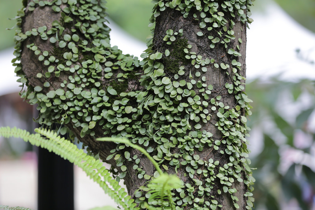 Canon EF 70-200mm f2.8L IS II USM‧傾國傾城の迷人白兔精