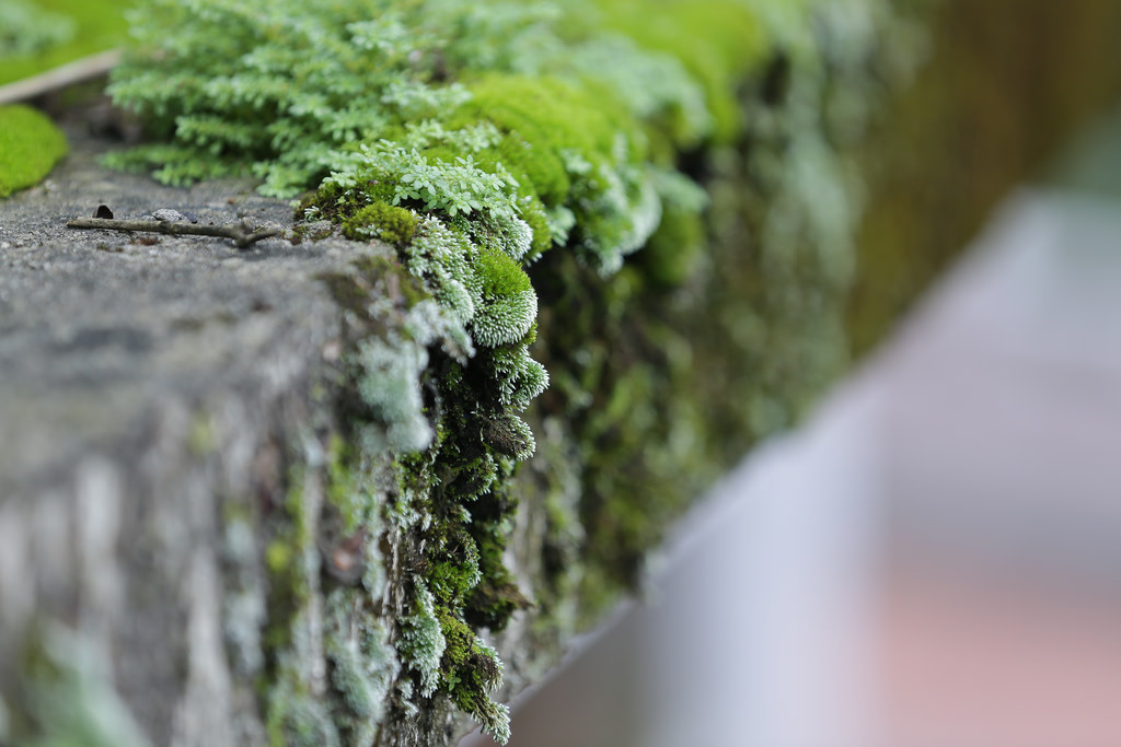 Canon EF 70-200mm f2.8L IS II USM‧傾國傾城の迷人白兔精