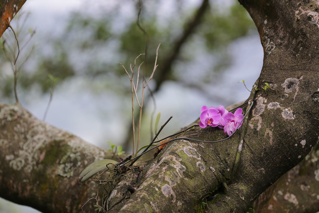 Canon EF 70-200mm f2.8L IS II USM‧傾國傾城の迷人白兔精