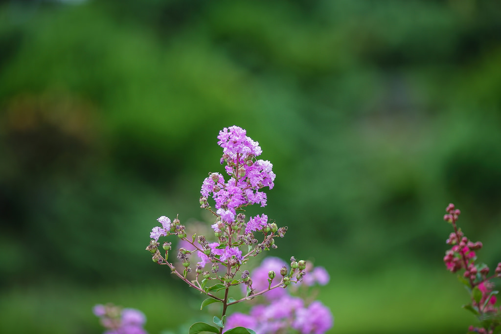 【中肯‧遊記】EF 135mm f/2L USM.小人國歡樂遊 【中肯‧遊記】EF 135mm f/2L USM.小人國歡樂遊