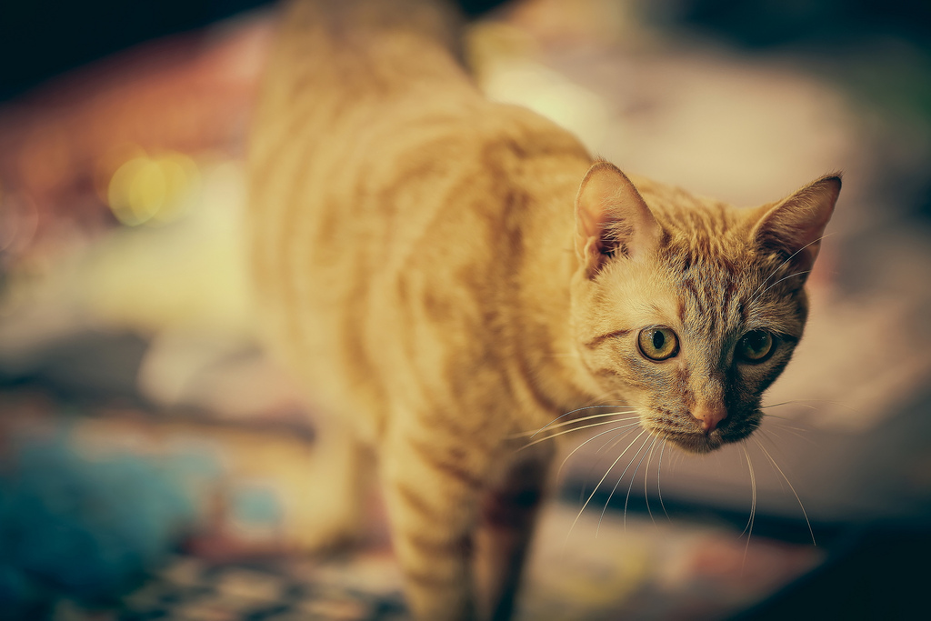 【中肯‧開箱】Canon EF 135mm f/2L USM‧士林夜市人文街拍 【中肯‧開箱】Canon EF 135mm f/2L USM‧士林夜市人文街拍