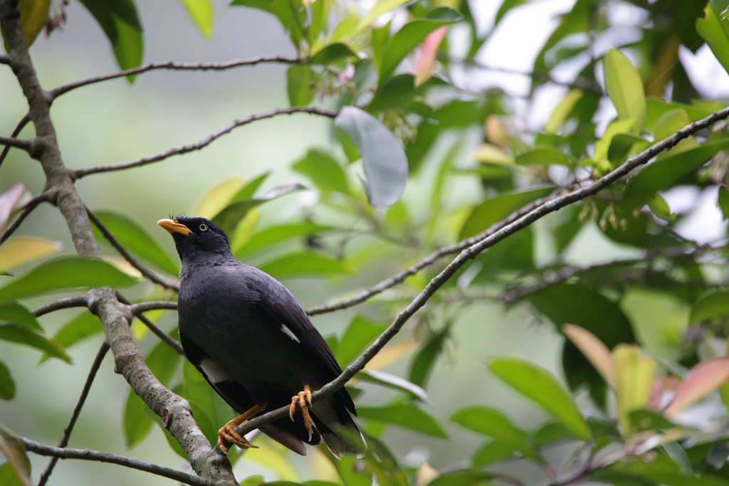 【中肯‧實拍】Tamron SP 150-600mm F5-6.3 Di VC USD‧以下犯上的高畫質平民巨砲