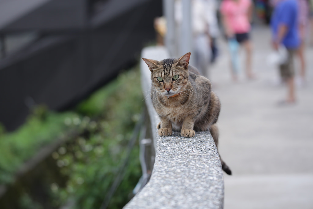 【中肯‧實拍】Tamron SP 150-600mm F5-6.3 Di VC USD‧以下犯上的高畫質平民巨砲