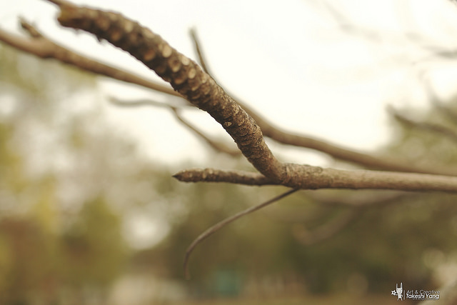 EF 35mm f/1.4L USM關箱紀念‧菁寮無米樂老街