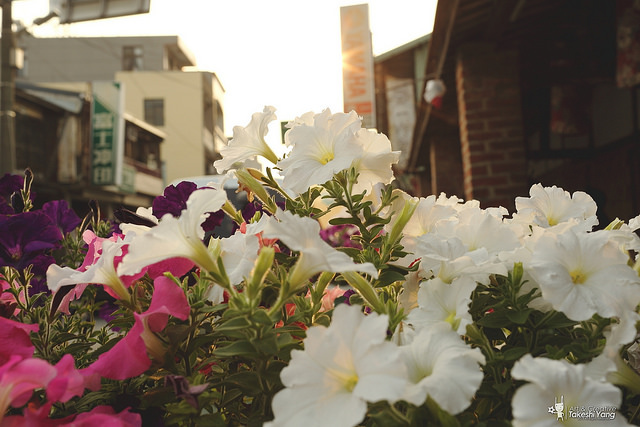 EF 35mm f/1.4L USM關箱紀念‧菁寮無米樂老街
