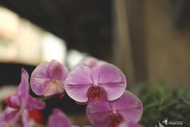 EF 35mm f/1.4L USM關箱紀念‧菁寮無米樂老街