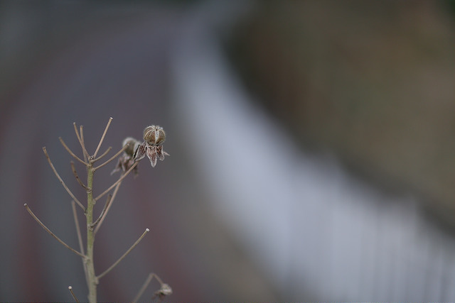 【中肯‧開箱】Canon EF 85mm F/1.2L II USM‧不世出的一代妖鏡‧F/1.2微光篇