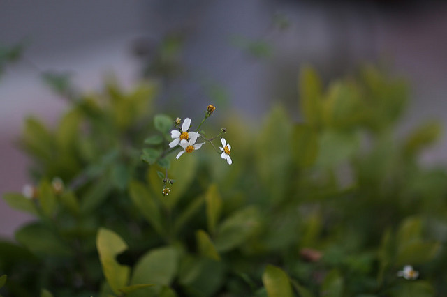 【中肯‧開箱】Canon EF 85mm F/1.2L II USM‧不世出的一代妖鏡‧F/1.2微光篇