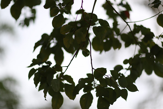 【中肯‧開箱】Canon EF 85mm F/1.2L II USM‧不世出的一代妖鏡‧F/1.2微光篇