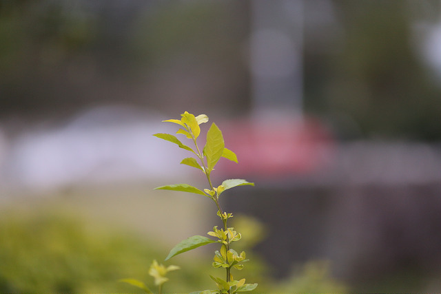 【中肯‧開箱】Canon EF 85mm F/1.2L II USM‧不世出的一代妖鏡‧F/1.2微光篇