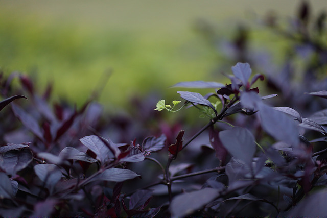 【中肯‧開箱】Canon EF 85mm F/1.2L II USM‧不世出的一代妖鏡‧F/1.2微光篇