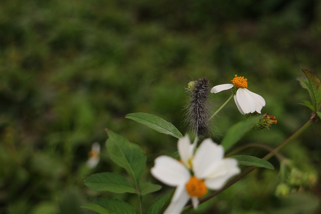 【中肯‧開箱】EOS M實戰心得‧EF-M 18-55mm F/3.5-5.6 IS STM
