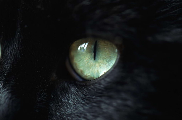 Cat Eyes @包子爸の食尚攝影手札